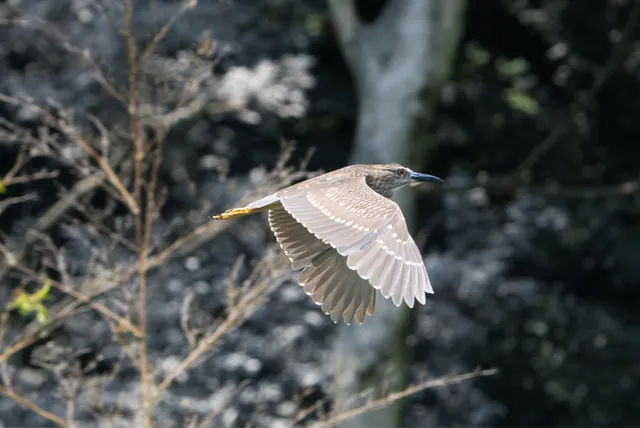 野鳥の写真