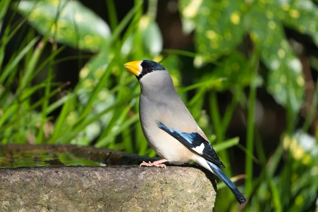 野鳥の写真