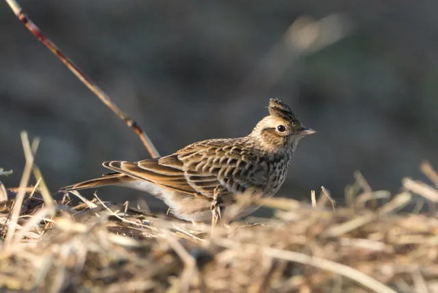 野鳥の写真