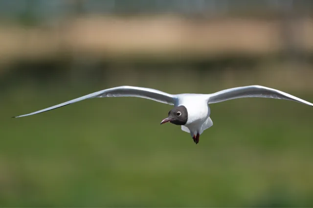 野鳥の写真
