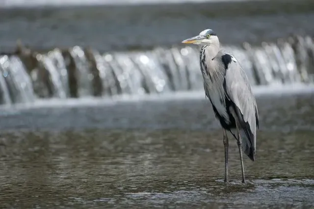 Species Image