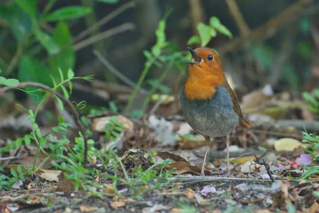 野鳥の写真