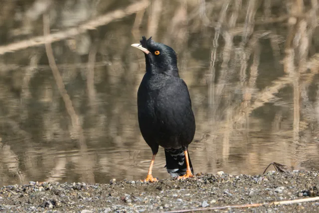 野鳥の写真