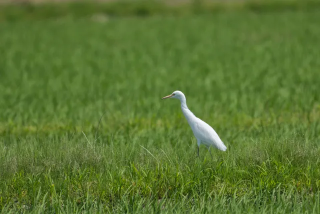 野鳥の写真