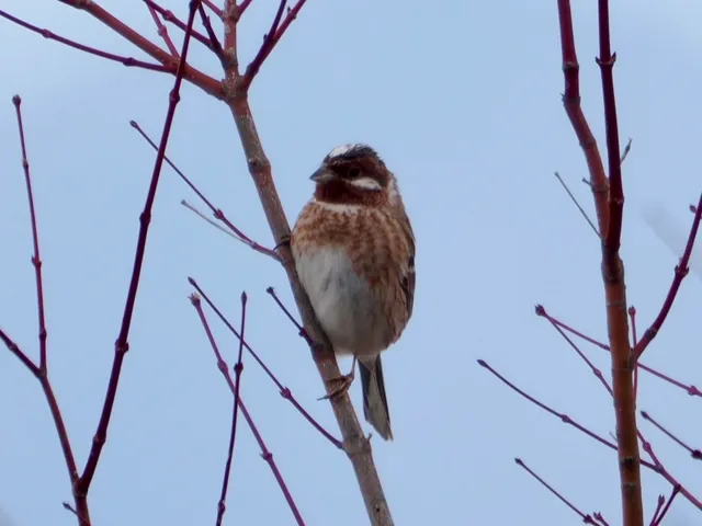 Species Image