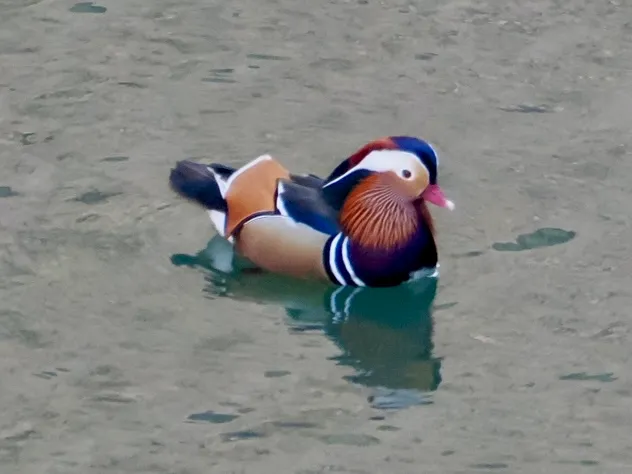 Species Image