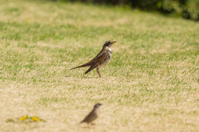 Species Image