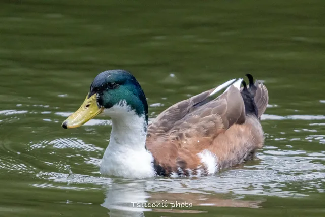 Species Image