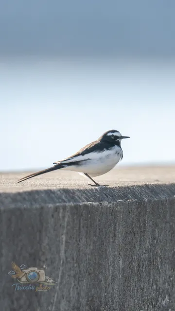 Species Image