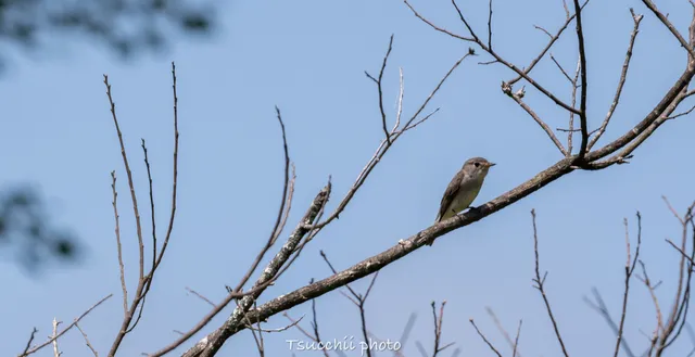 Species Image