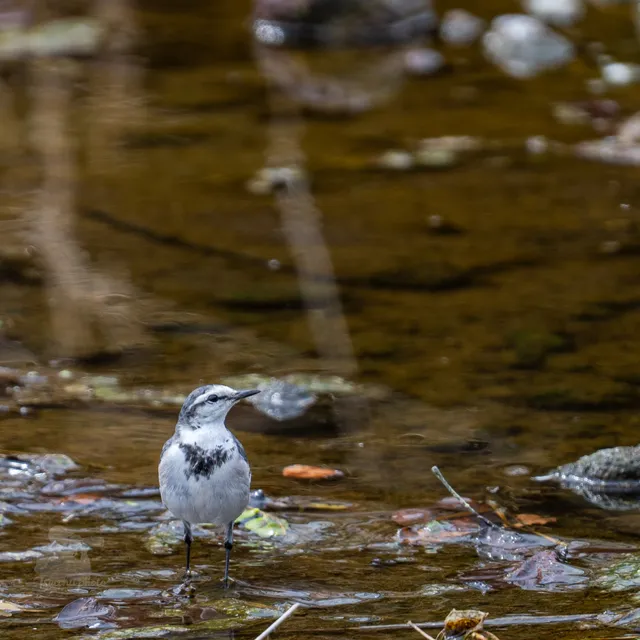 Species Image