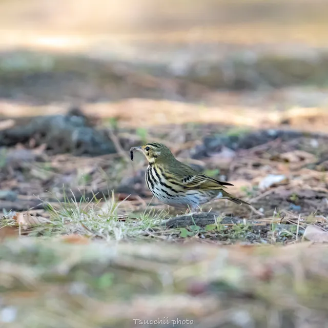 Species Image