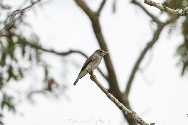 Species Image