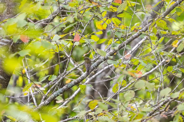 Species Image
