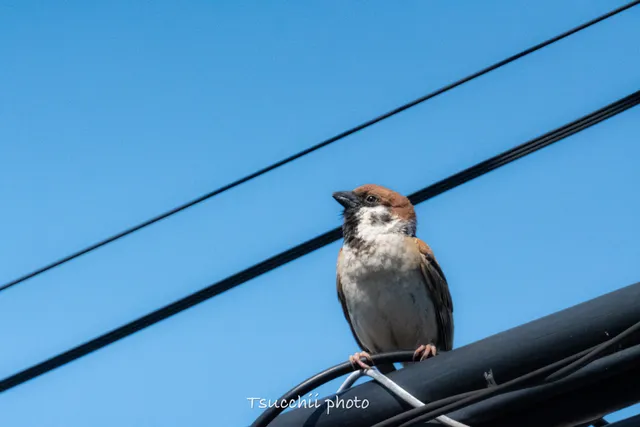 Species Image