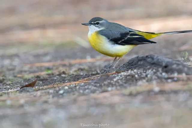 Species Image