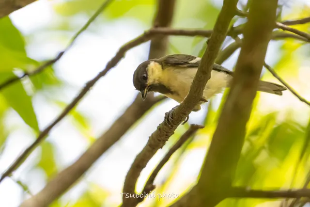 Species Image