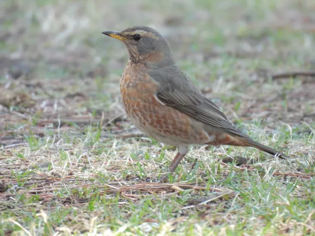 Species Image