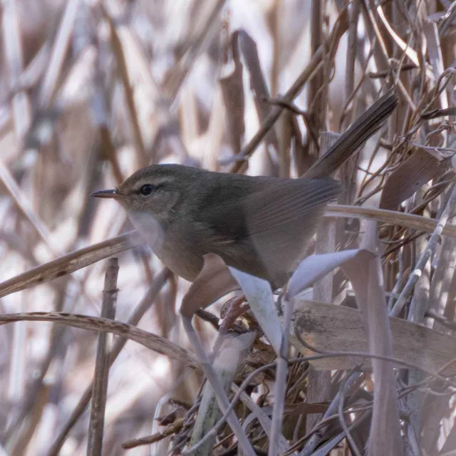 Species Image