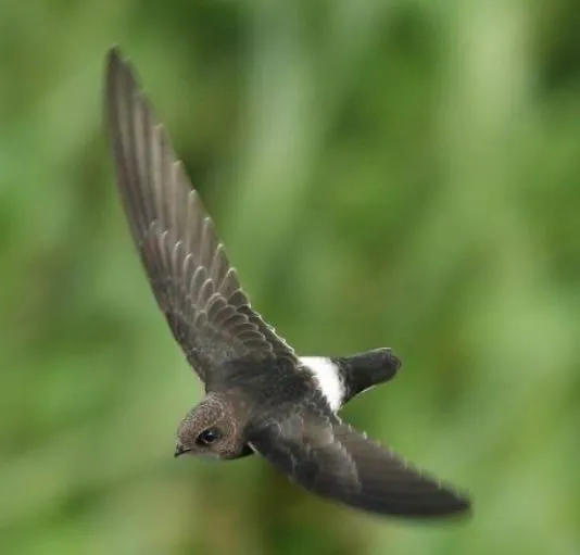 Species Image