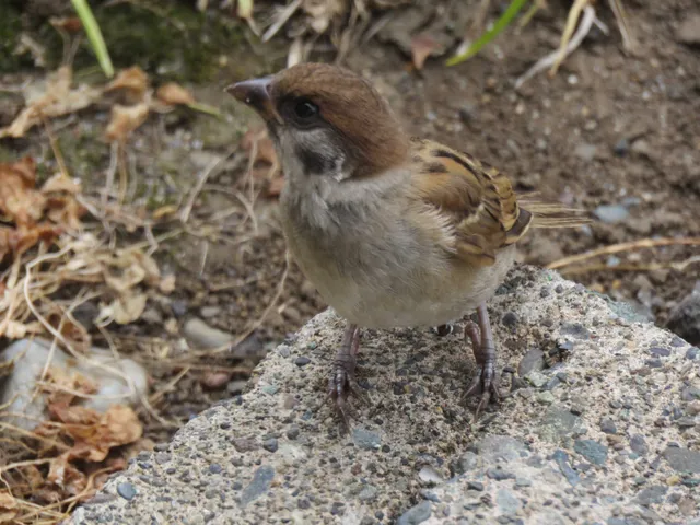 野鳥の写真
