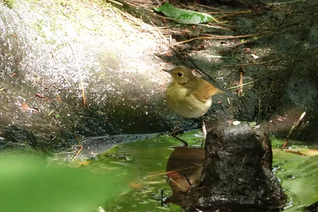 野鳥の写真