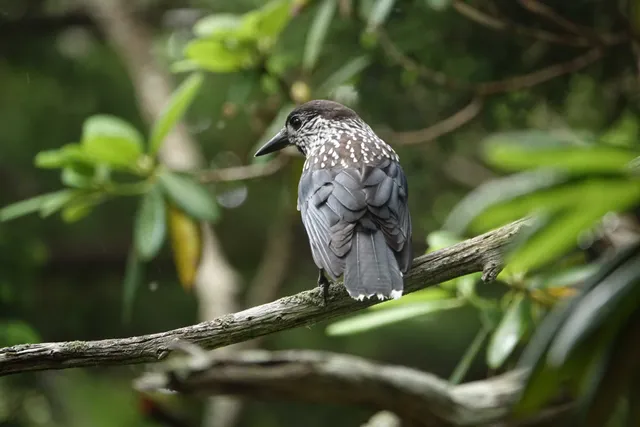 野鳥の写真
