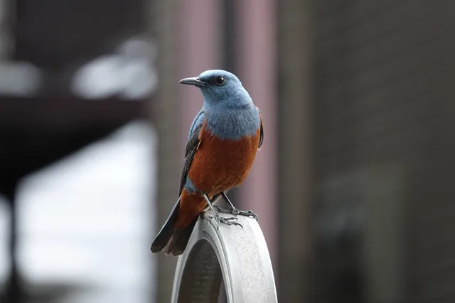 野鳥の写真