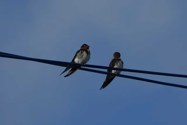 野鳥の写真