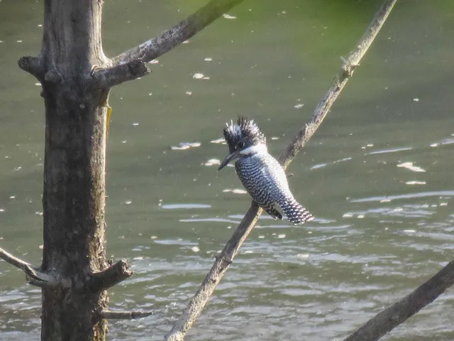 野鳥の写真