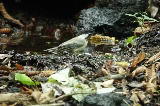 野鳥の写真