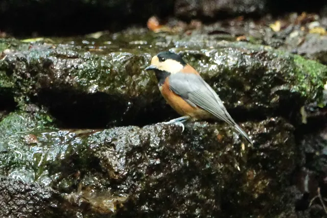 野鳥の写真