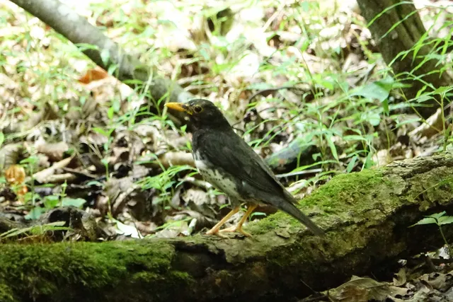 野鳥の写真