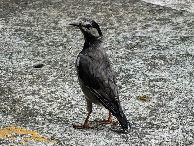 野鳥の写真