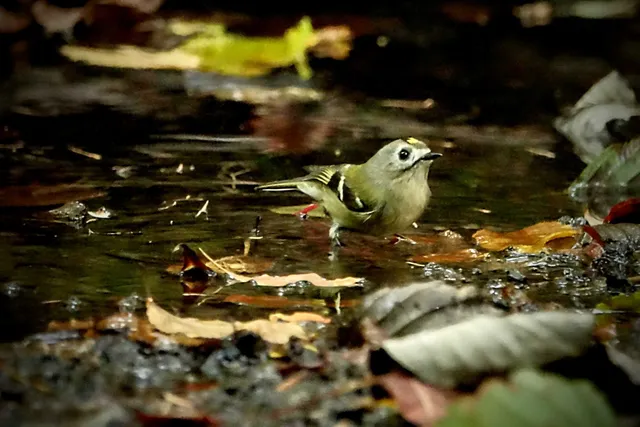 野鳥の写真