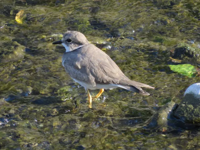 野鳥の写真