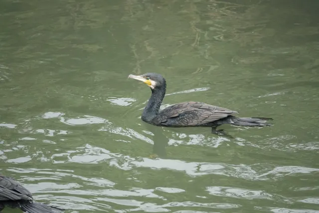 野鳥の写真