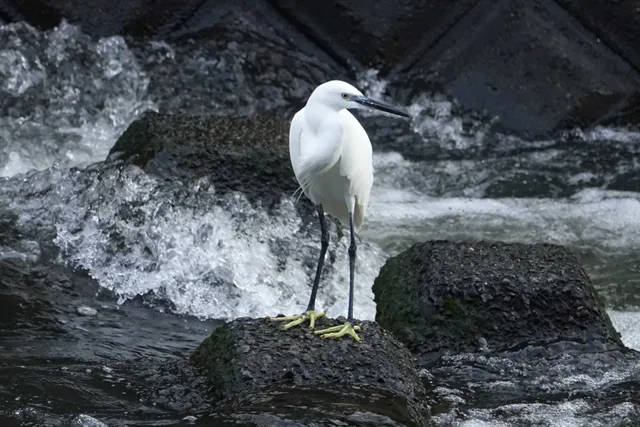 野鳥の写真