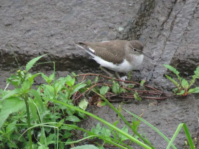 野鳥の写真