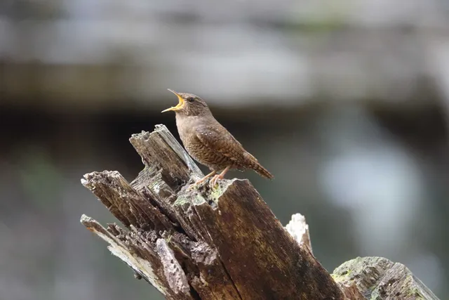野鳥の写真