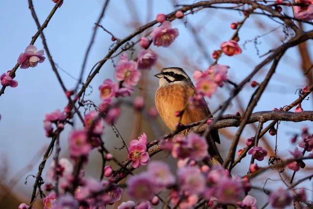 野鳥の写真