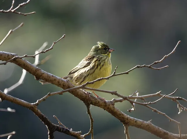 野鳥の写真
