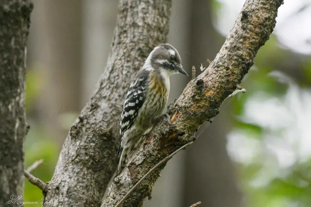 野鳥の写真
