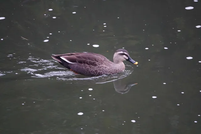 野鳥の写真