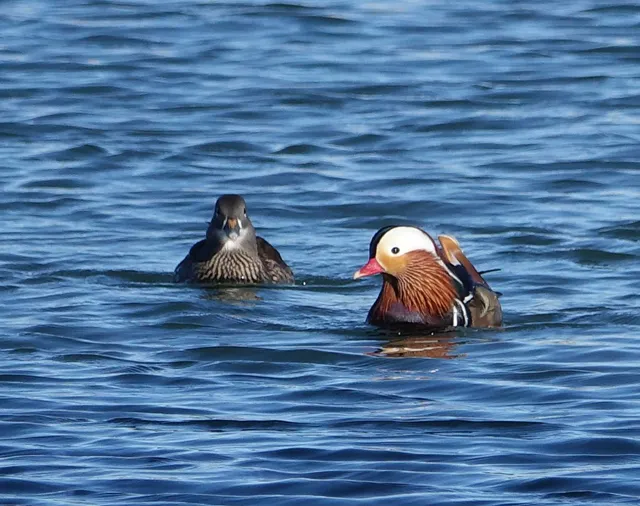 野鳥の写真