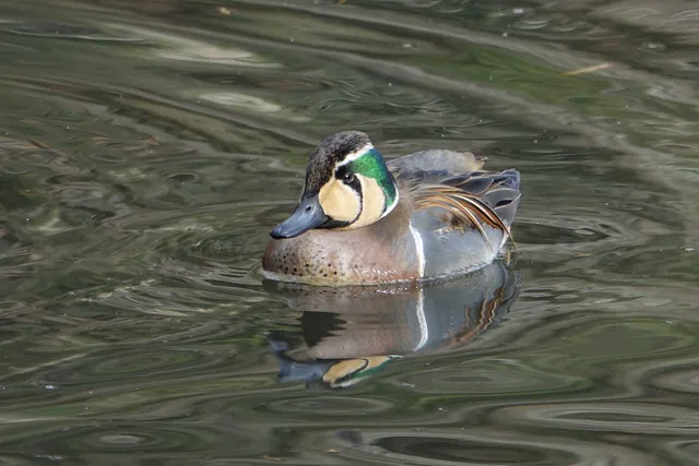 野鳥の写真