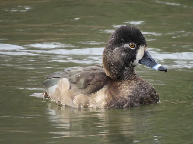 野鳥の写真