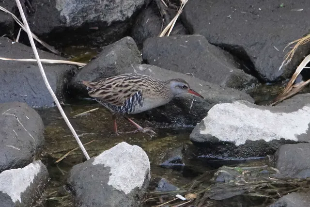 野鳥の写真