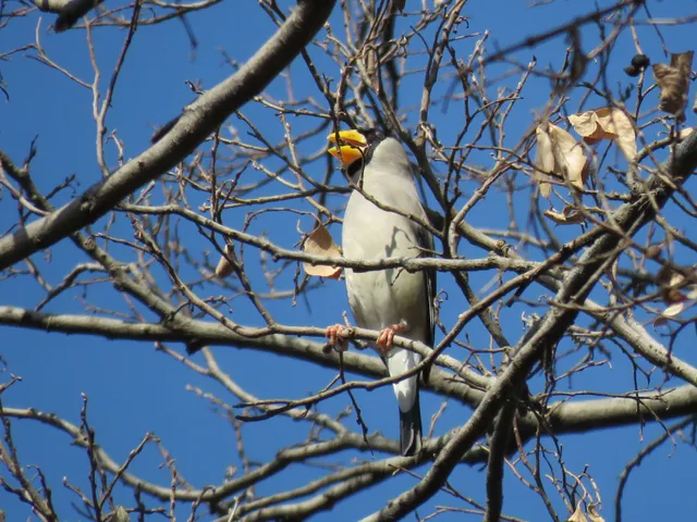 野鳥の写真