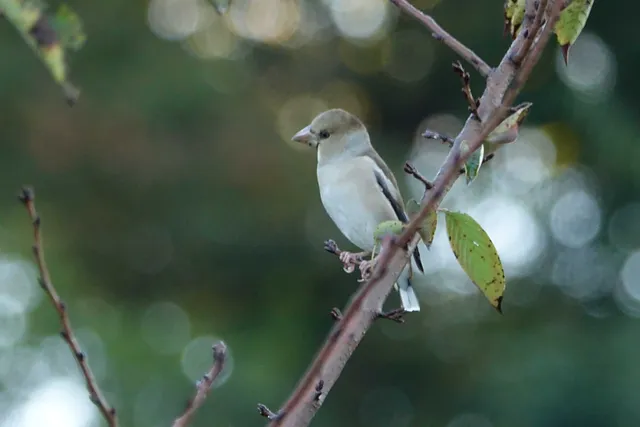 野鳥の写真